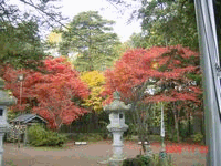 murasakihana