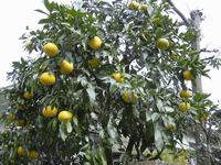 䂸