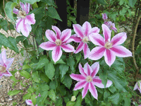 clematis