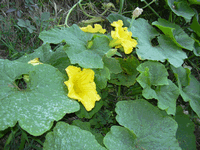 ڂ